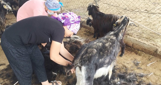 Yörükler, yaylaya göç ve keçileri kırkmaya başladı..