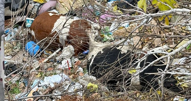 Telef Hayvanlardan Numune Alındı