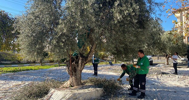 Milas Belediyesi Park ve Yeşil Alanlarda Zeytin Hasadına Devam Ediyor