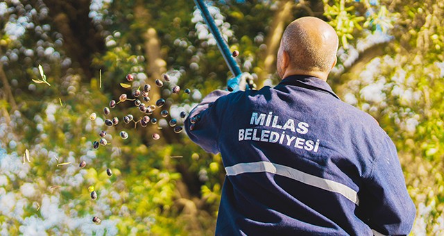 Milas Belediyesi’nde hasat zamanı…