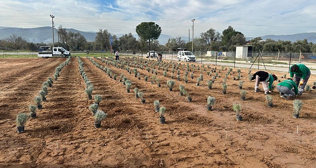 Milas Belediyesi “Lavanta Kokulu Milas” İçin Çalışmalara Başladı
