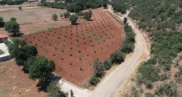 Büyükşehir Muğla’da 228 bin 400 ağacı toprakla buluşturdu