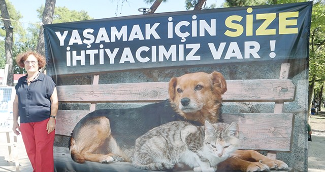 Sokak hayvanları için bir araya geldiler