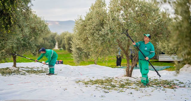 Milas Belediyesi Zeytin Hasadına Başladı