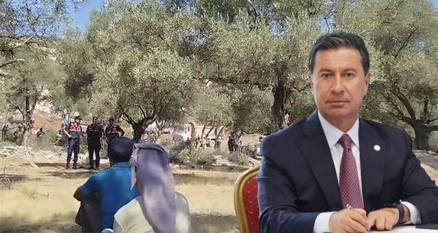 Ahmet Aras’tan Zeytin Ağaçlarının Sökülmesine Tepki