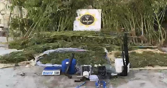 695 Kenevir Bitkisi ve 20 Kilo Esrar Ele Geçti