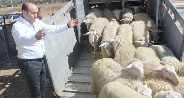 Avrupa’nın en  verimli koyunları Milas’ta..