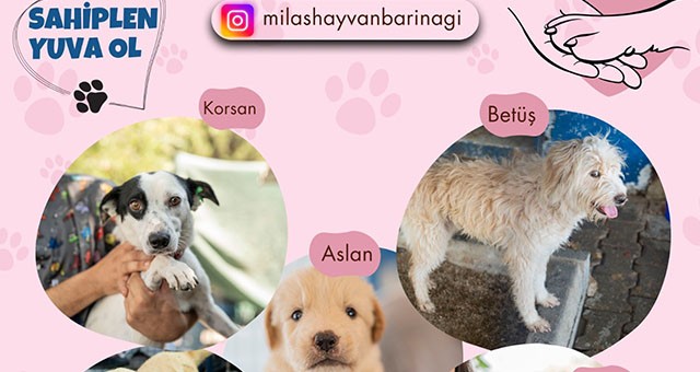Sevimli Dostlarımız Sıcak Yuvalarına Kavuşuyor