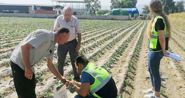 Milas Belediyesi tarımsal üretimi desteklemeye devam ediyor...