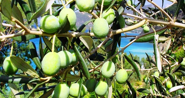 ZEYTİN AĞACI SERMAYENİN TORBASINA SIĞAR MI?