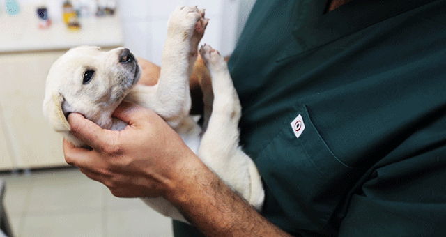 YAVRU KÖPEKLER KORUMAYA ALINDI