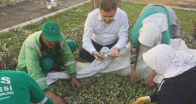 Belediye zeytinlerini kendisi topluyor