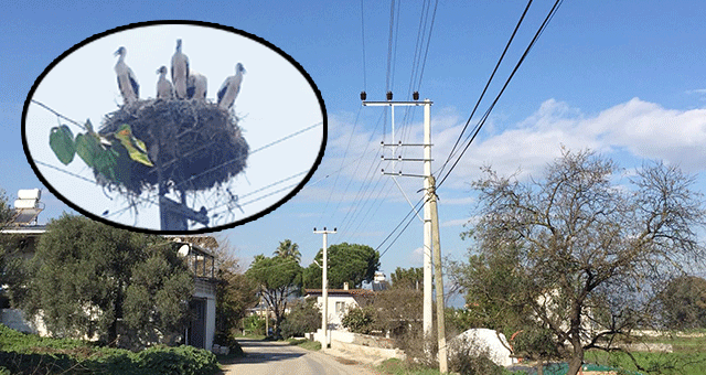 Altyapı çalışması leylekleri yerinden etti