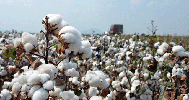 Türkiye pamuk üretiminde dünya altıncısı, ithalatta beşinci