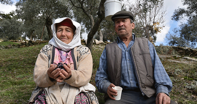 ZEYTİN HASADI YAPAN VATANDAŞLARA  BELEDİYE’NİN ZİYARETLERİ DEVAM EDİYOR..