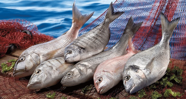“Kılıç Deniz Ürünleri, Rusya’ya balık ihracatında lider konumda”