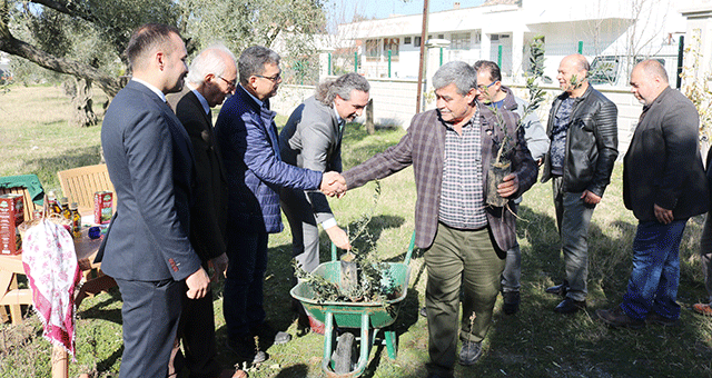 Milaslı 84 çiftçiye 3 bin 300 memecik zeytini fidanı dağıtıldı