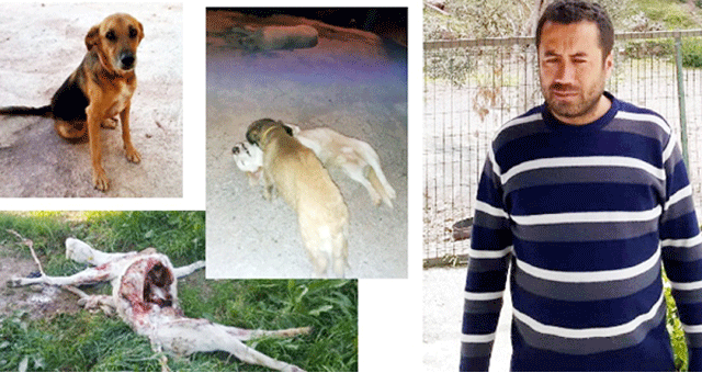 Milas'ta 3 köpeğin zehirlenerek öldürüldüğü iddiası