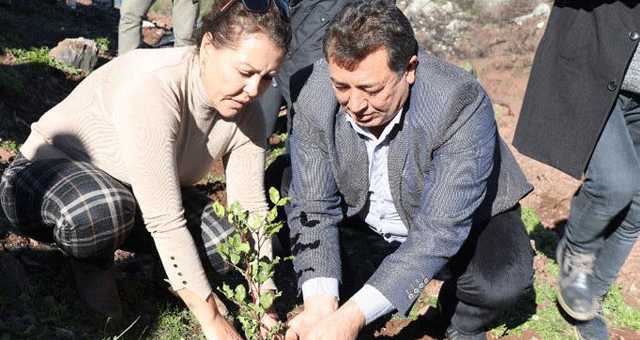 Muğla küllerin içinden yeniden doğuyor