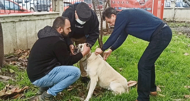 Sahipli hayvanlar hakkında açıklama..