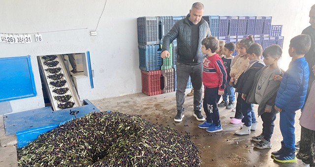 Minik Eller Zeytinin Yolculuğunu Yerinde Öğrendi