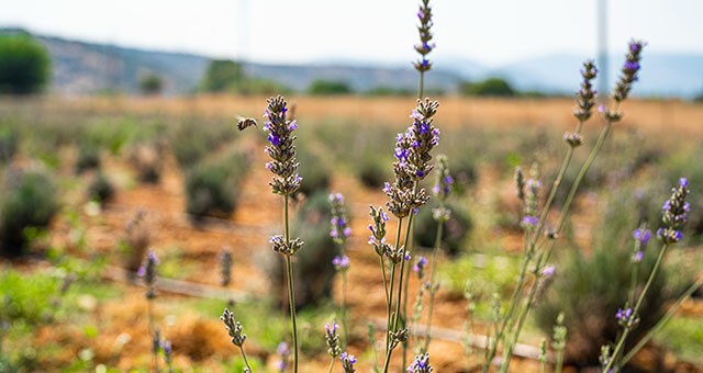 Milas Belediyesi Lavanta Hasadı Gerçekleştirdi