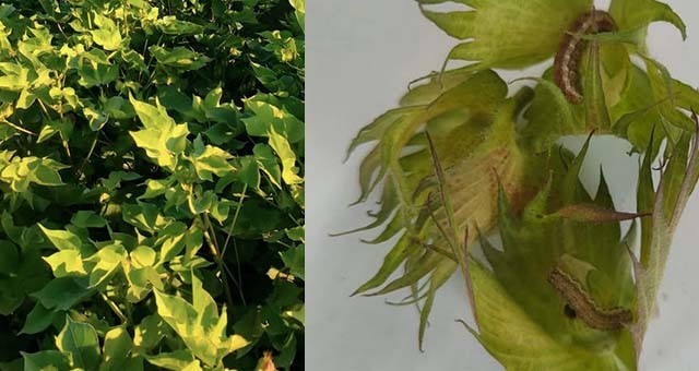 Milas’ta Pamukta Yeşilkurt Tehlikesi