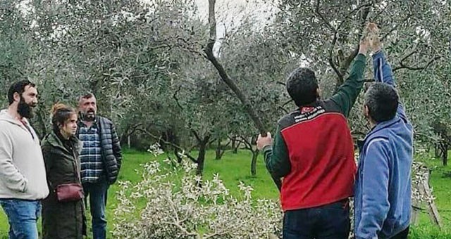 Zeytin Üreticilerine Yönelik Eğitimler Devam Ediyor