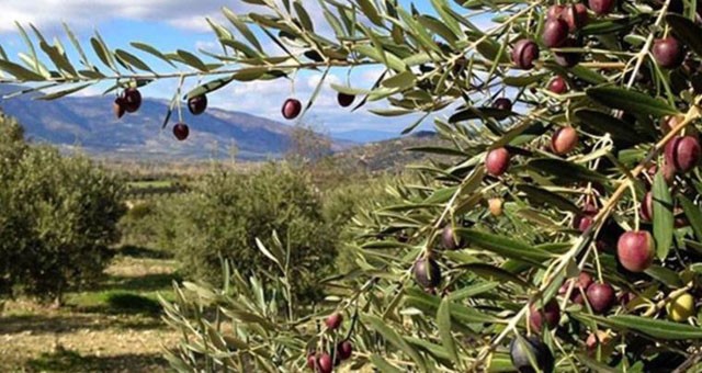 Danıştay’dan, zeytin yönetmeliği için yürütmeyi durdurma kararı