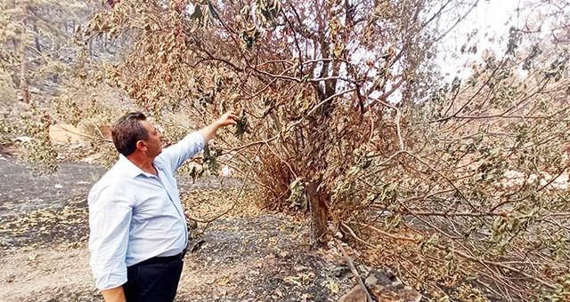 Milletvekili Mürsel Alban soruyor: “YANGIN SONRASI KESİLEN AĞAÇLAR KİME SATILDI?”