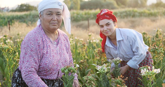 Kırsalda ekonomik kalkınmanın yolu tütünden geçiyor