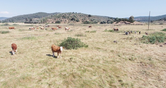 Muğla’nın meralarında hayvanlar mutlu…