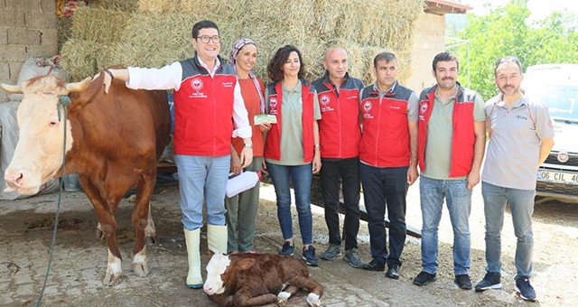 Muğla’da Buzağı Ölümlerini Önleyen 2 Önemli Proje Hayata Geçirildi