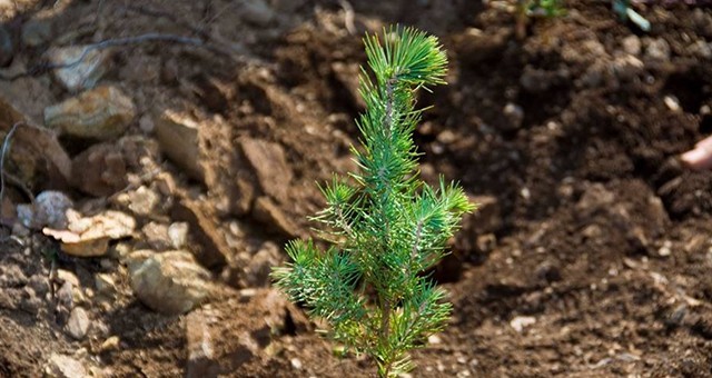 TEMA Vakfı: En Anlamlı Yeni Yıl Hediyesi Fidan Bağışı