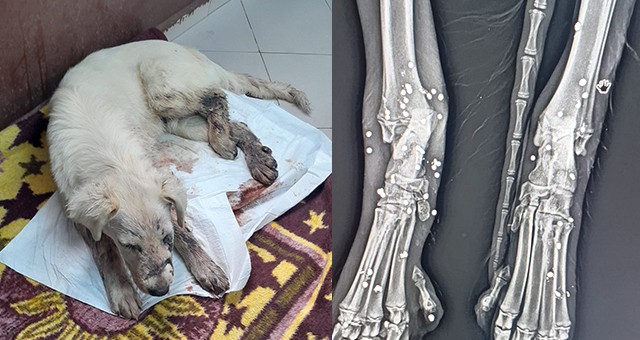 Tedavi Altına Alınan Köpeğin Vücudu Saçmalarla Dolu
