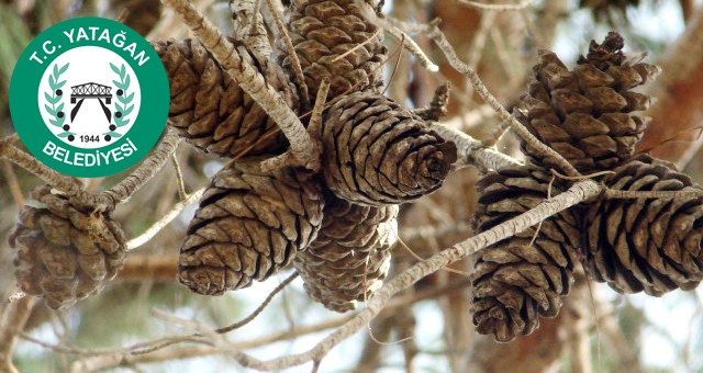 900 kg çam kozalağı satılacaktır