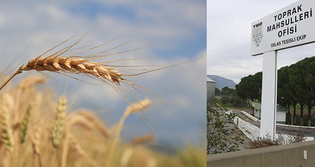 TMO Milas’ta buğday ve arpa alımına başladı