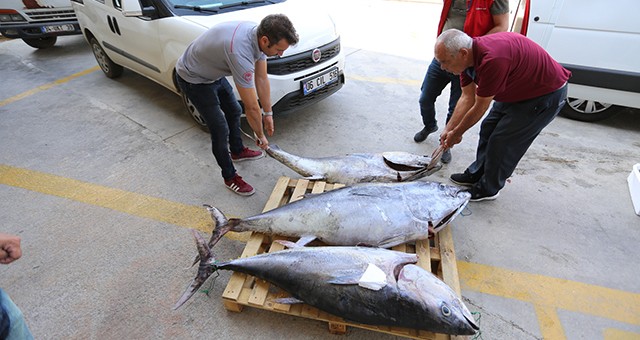 Kaçak 170 kg mavi yüzgeçli orkinos yakalandı