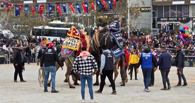 Deve Güreşi Tutkunları Güllük’te Buluştu