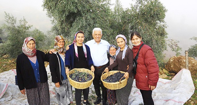 Büyükşehirden, Milas zeytininin geliştirilmesi için hamle