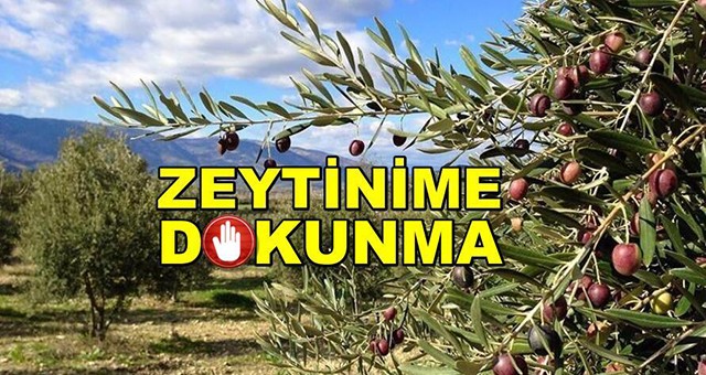 “Zeytin Ağacı Taşınabilir Diyorlar! Peki Ya İnsanlar?”