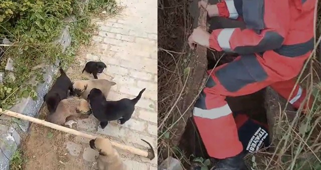 İtfaiye ekipleri 6 köpek yavrusunu kurtardı