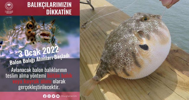 Balon balığı alımları 3 Ocak itibari ile başladı