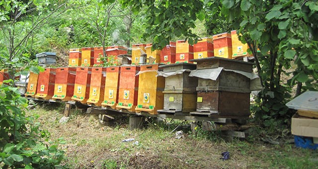 Bal ormanı sayısının iki yıl içerisinde 844’e çıkarılması planlanıyor