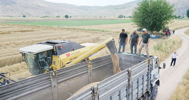 Milas’ta buğday hasadı başladı