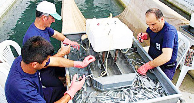 Milas’ın sanayi devlerinin İSO başarısı:  EN BÜYÜĞÜ GÜMÜŞDOĞA..