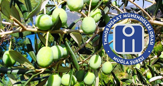 İnşaat Mühendisleri Odası Muğla Şubesi: “ZEYTİNLİK ALANLAR SÜRDÜRÜLEBİLİR GELECEĞİMİZDİR”