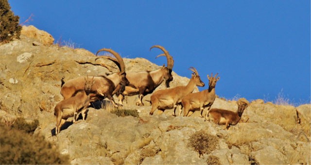 Köyceğiz'de yaban keçisi avlanma kotası ihale edilecek