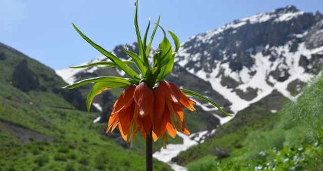 AĞLAYAN GELİN ( TERS LALE) / HAKKARİ