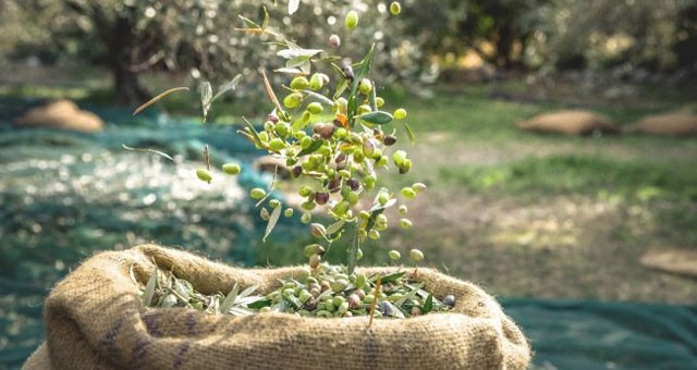 Sofralık zeytin ihracatı 100 bin tona koşuyor